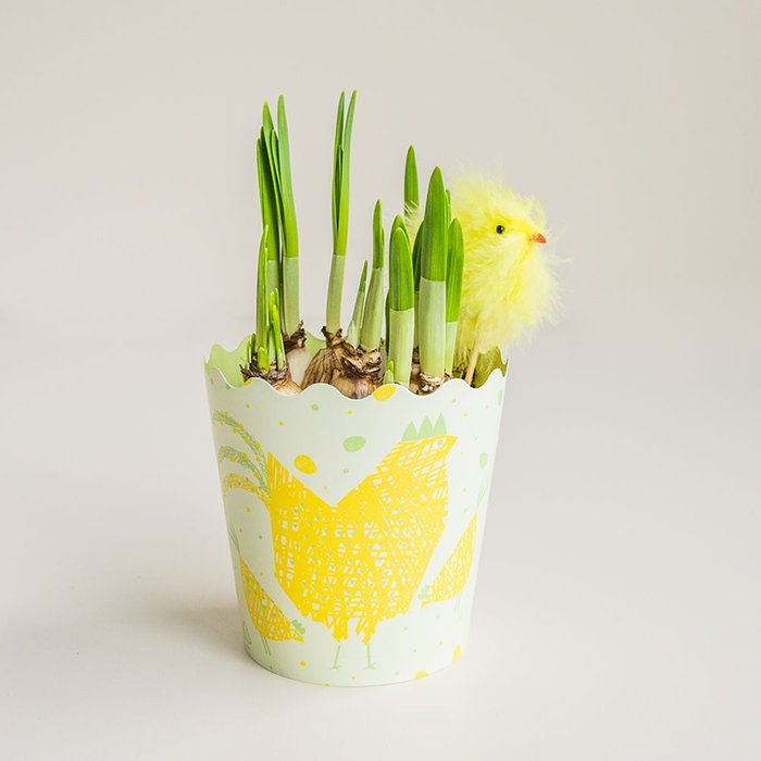 Plant Narcissen met kuiken